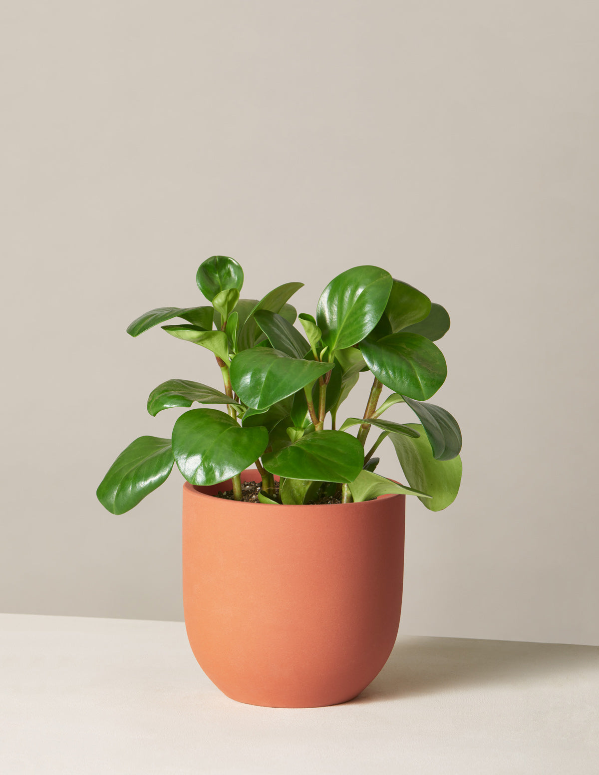  Peperomia Obtusifolia