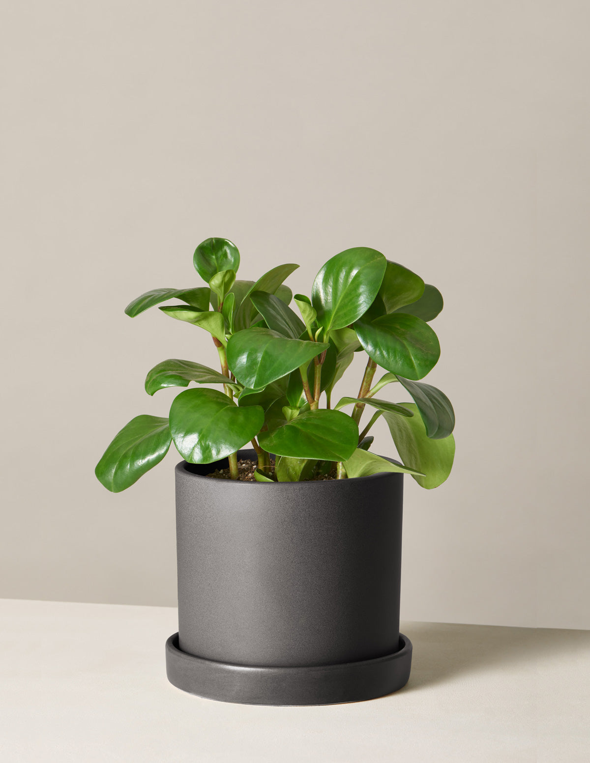  Peperomia Obtusifolia