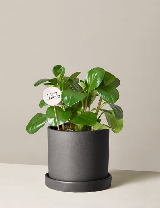 Happy Birthday Peperomia Green