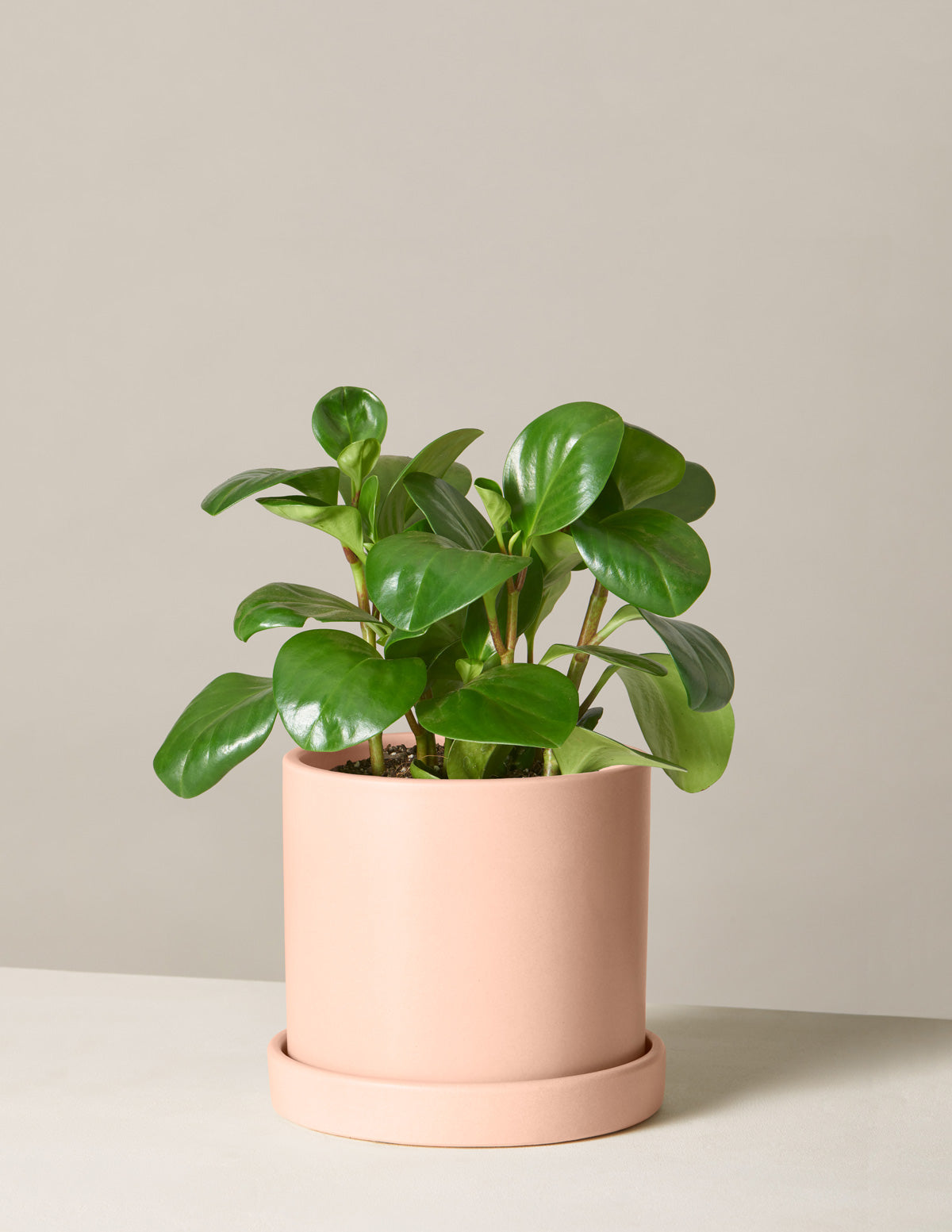  Peperomia Obtusifolia