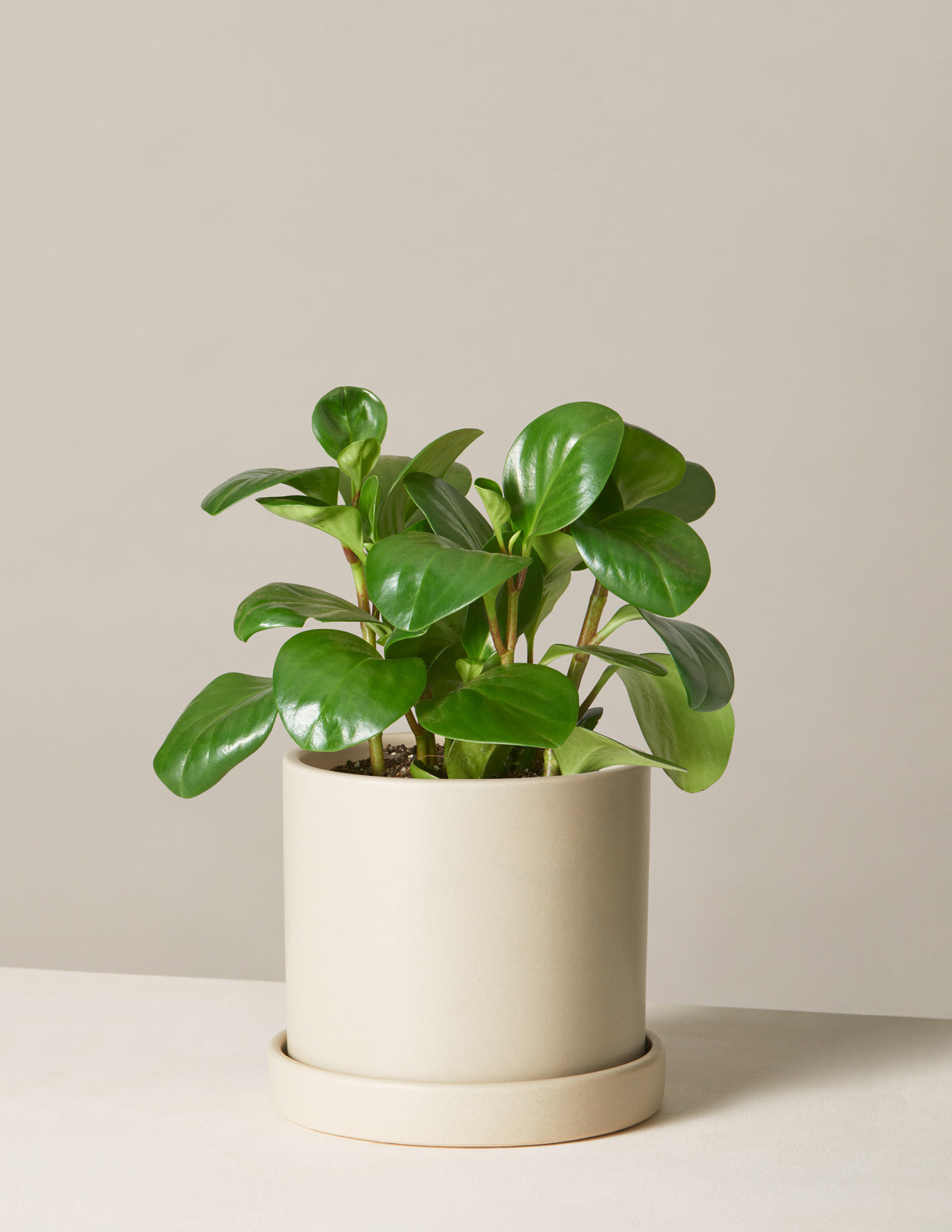  Peperomia Obtusifolia