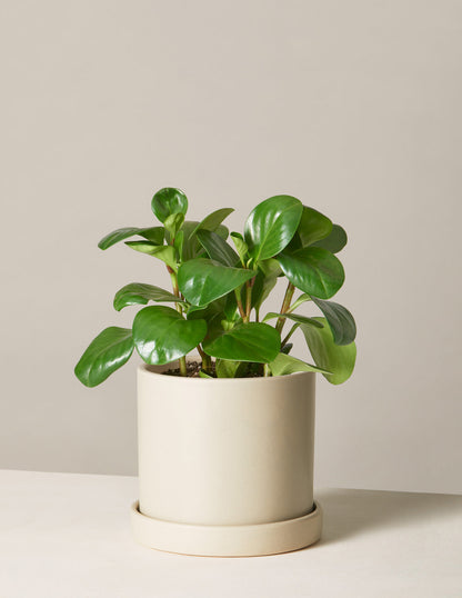  Peperomia Obtusifolia
