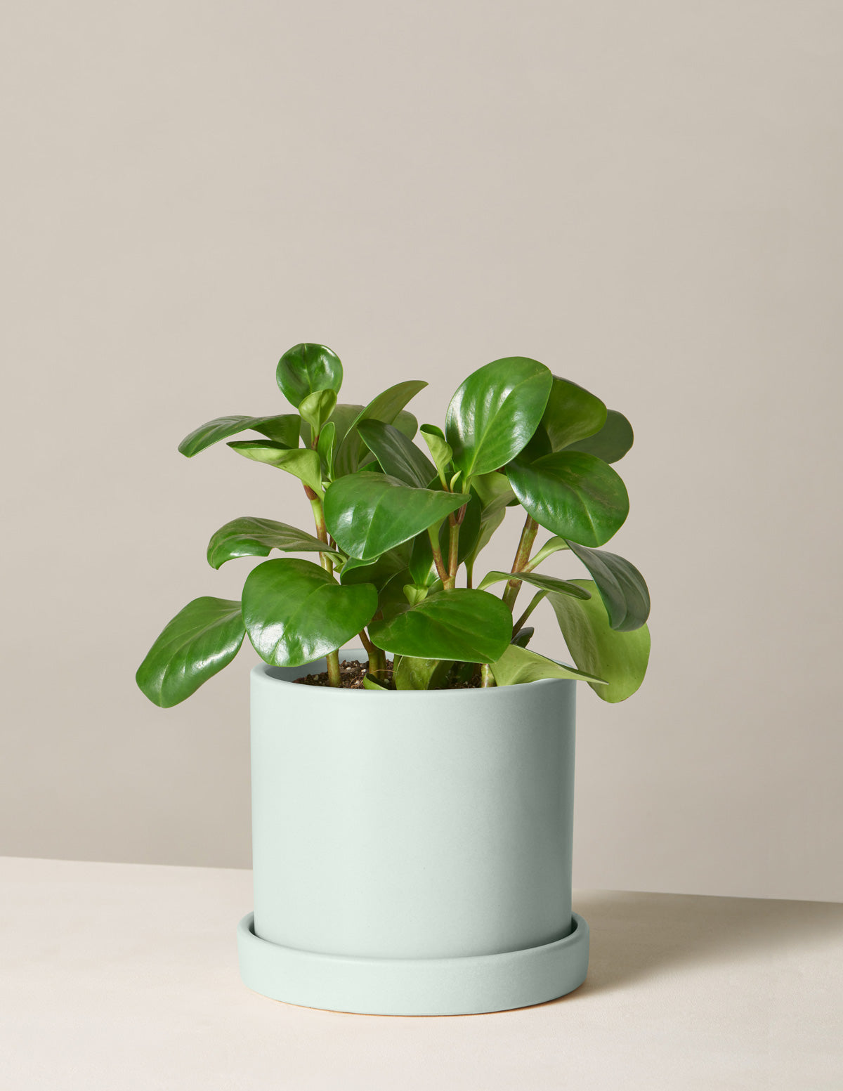  Peperomia Obtusifolia