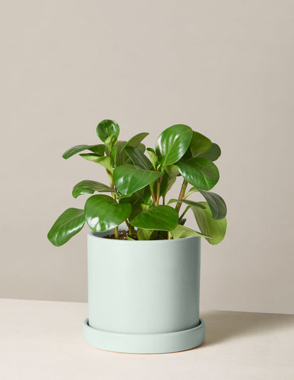  Peperomia Obtusifolia