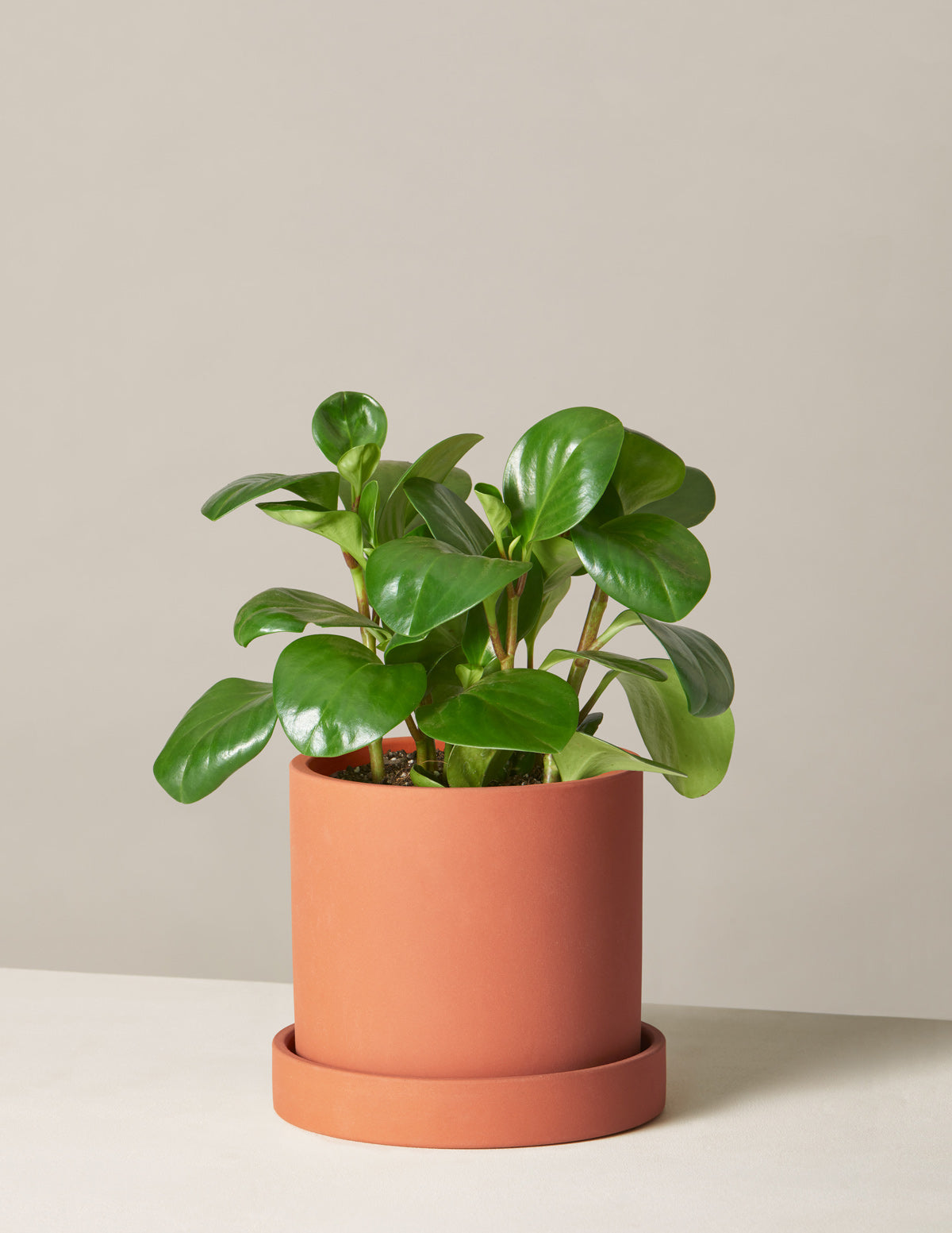  Peperomia Obtusifolia