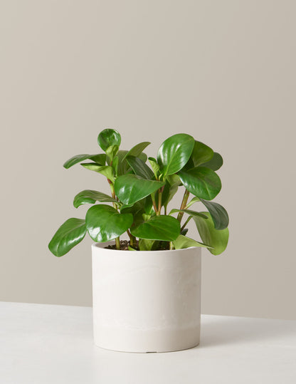  Peperomia Obtusifolia