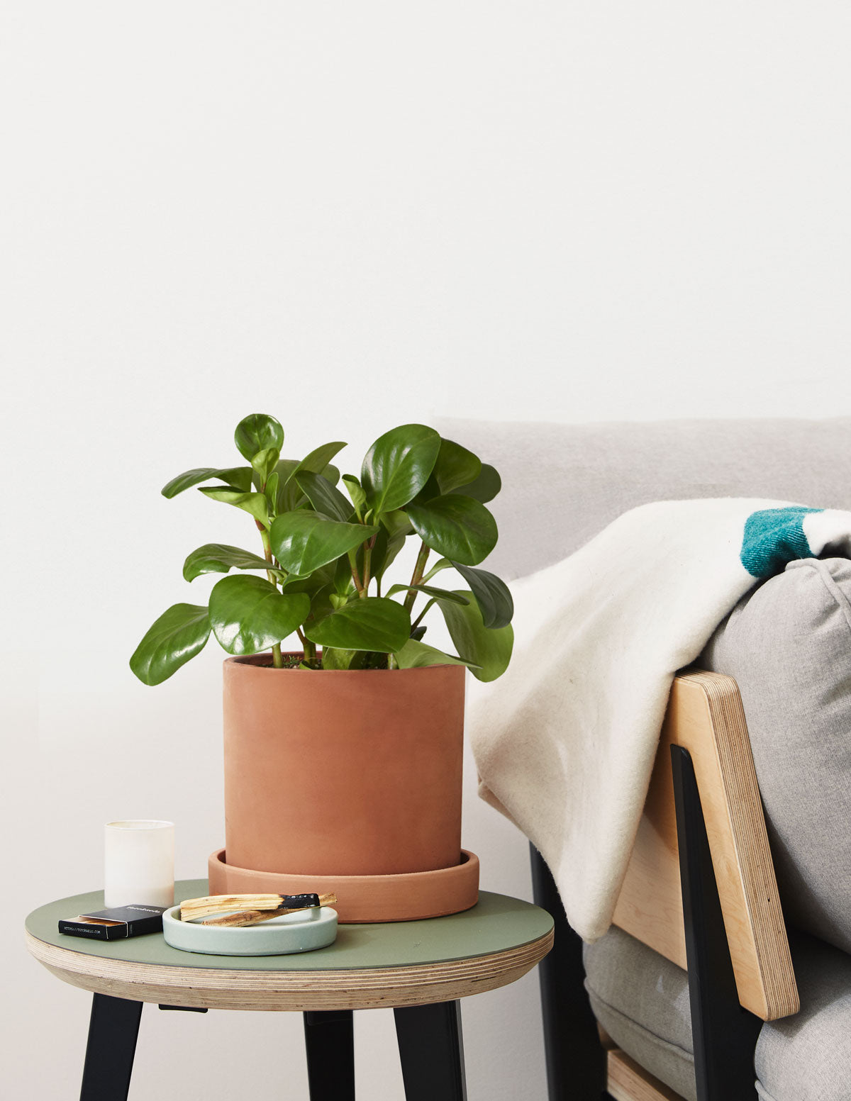  Peperomia Obtusifolia