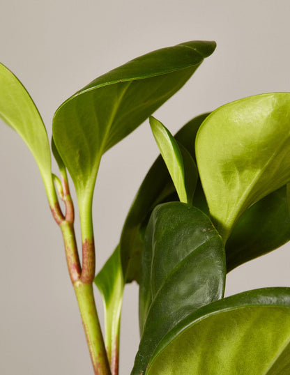  Peperomia Obtusifolia