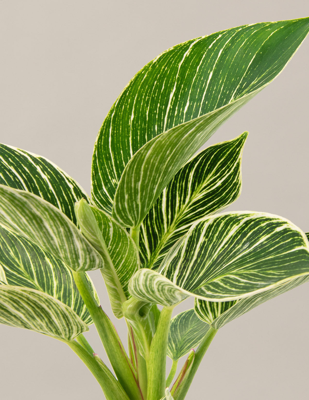  Philodendron Birkin