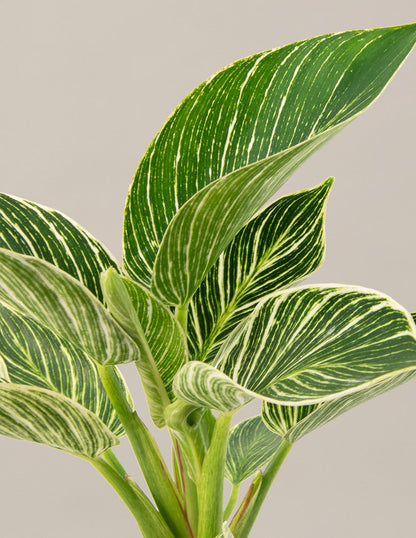  Philodendron Birkin
