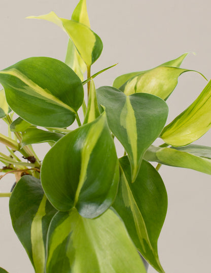  Philodendron Brasil