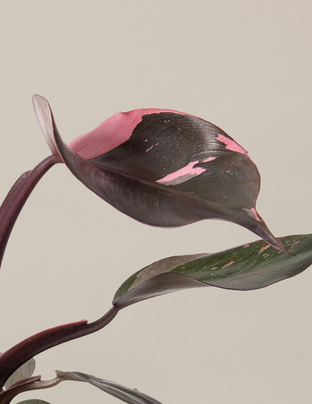  Philodendron Pink Princess