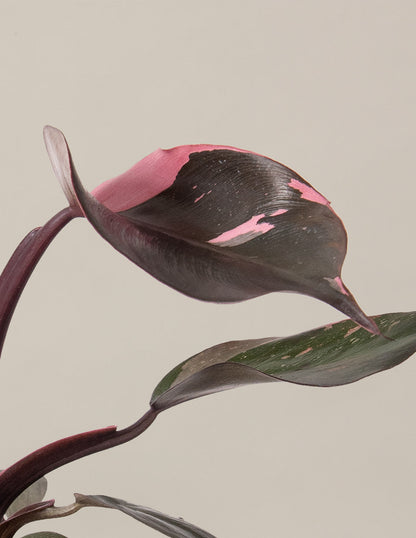  Philodendron Pink Princess
