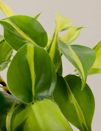  The Trailing Philodendron Duo