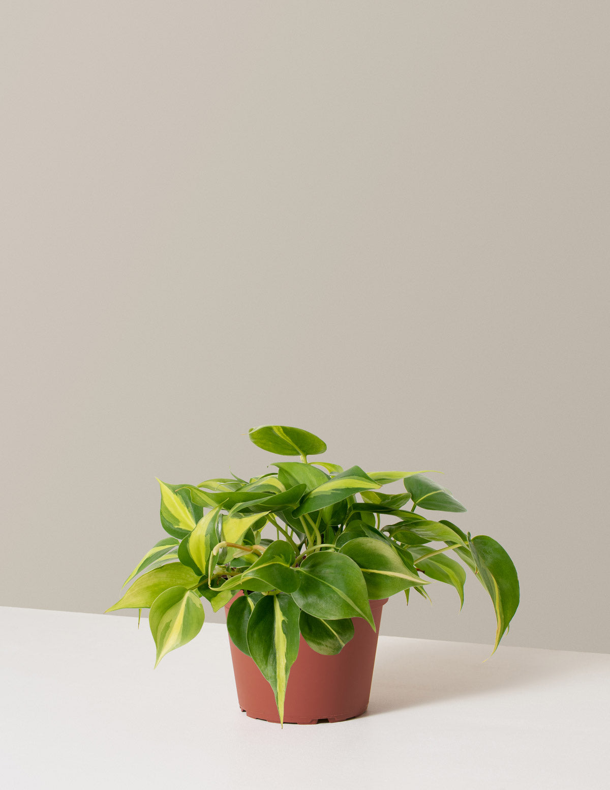  Philodendron Brasil