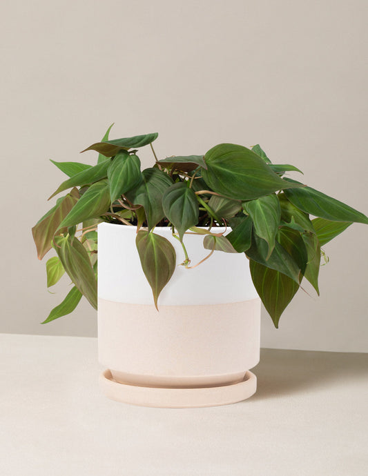  Philodendron Micans