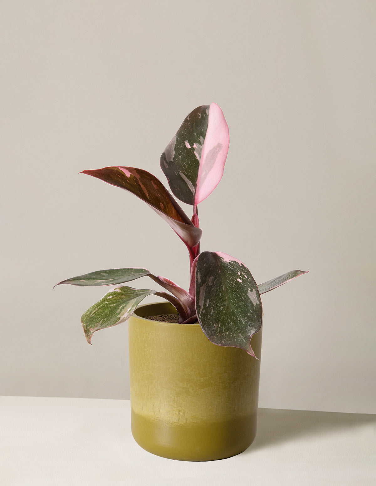  Philodendron Pink Princess
