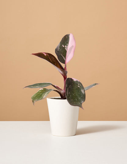  Philodendron Pink Princess