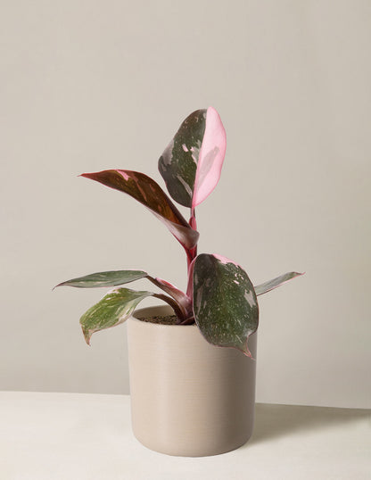  Philodendron Pink Princess