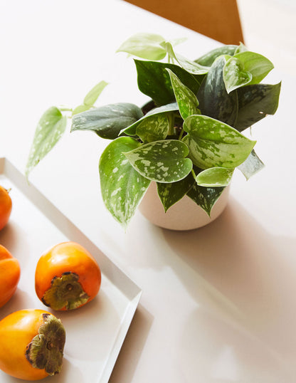  Satin Pothos