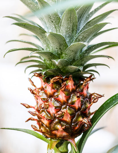  Pineapple Plant
