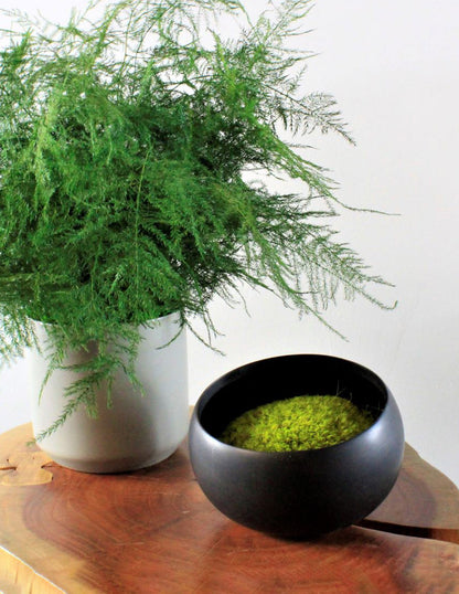  Preserved Moss In Ceramic Bowl