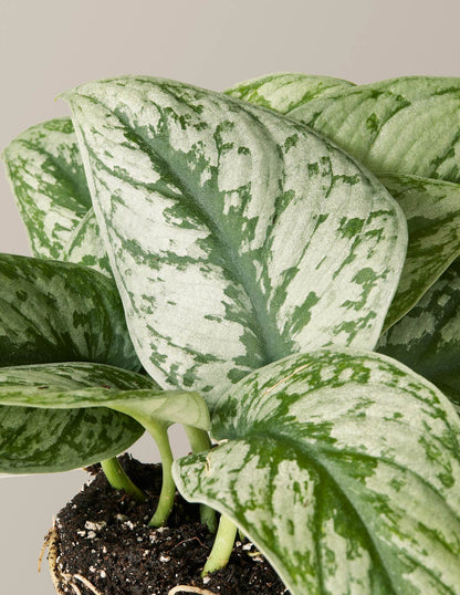  Satin Pothos