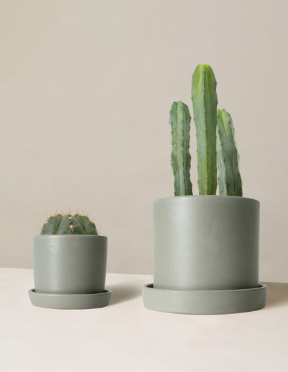  Small Spines Duo