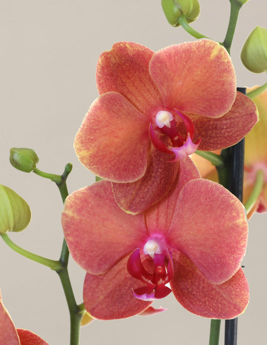  Sunrise Orchid