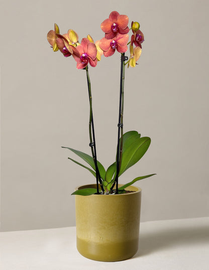  Sunrise Orchid