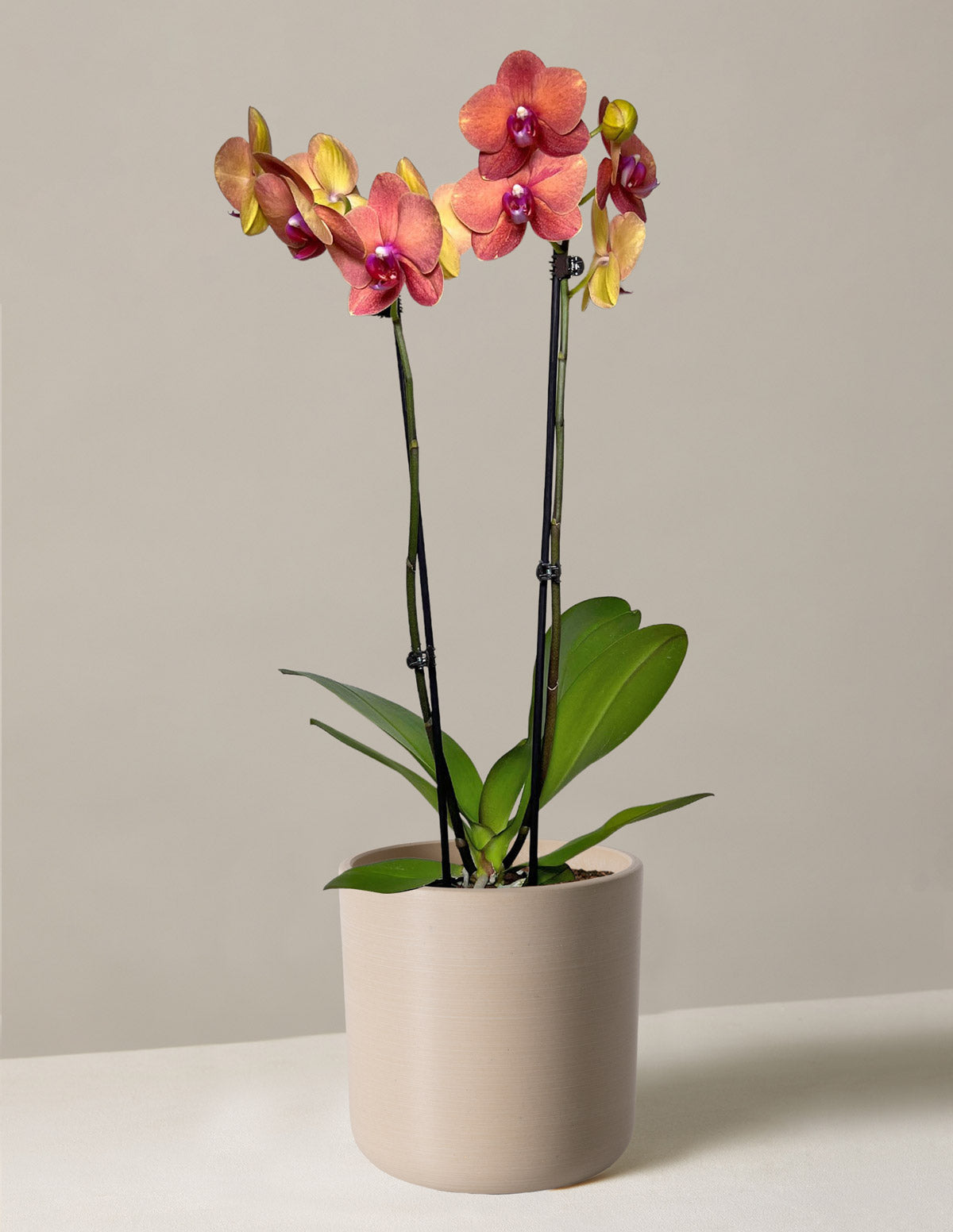  Sunrise Orchid