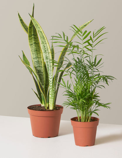  Hardy Houseplants Duo