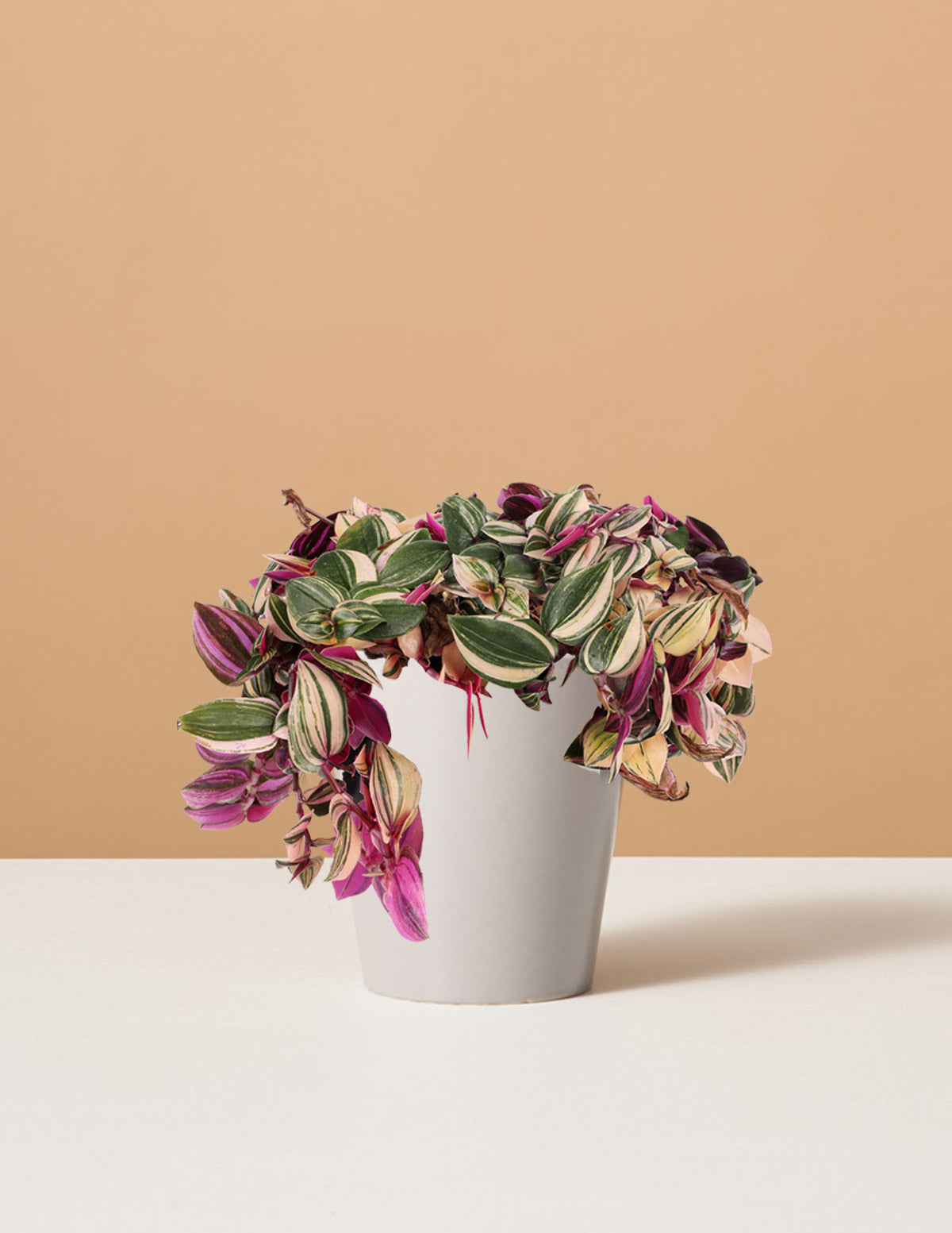  Tradescantia Quadricolor