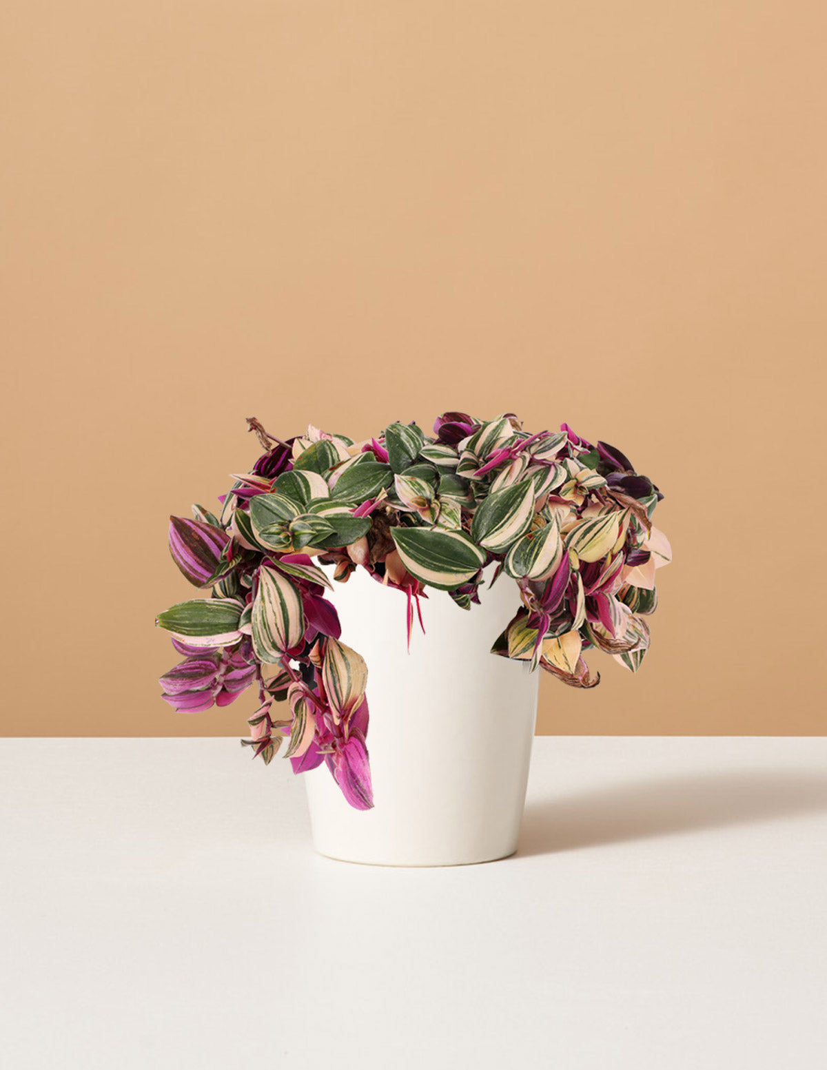  Tradescantia Quadricolor