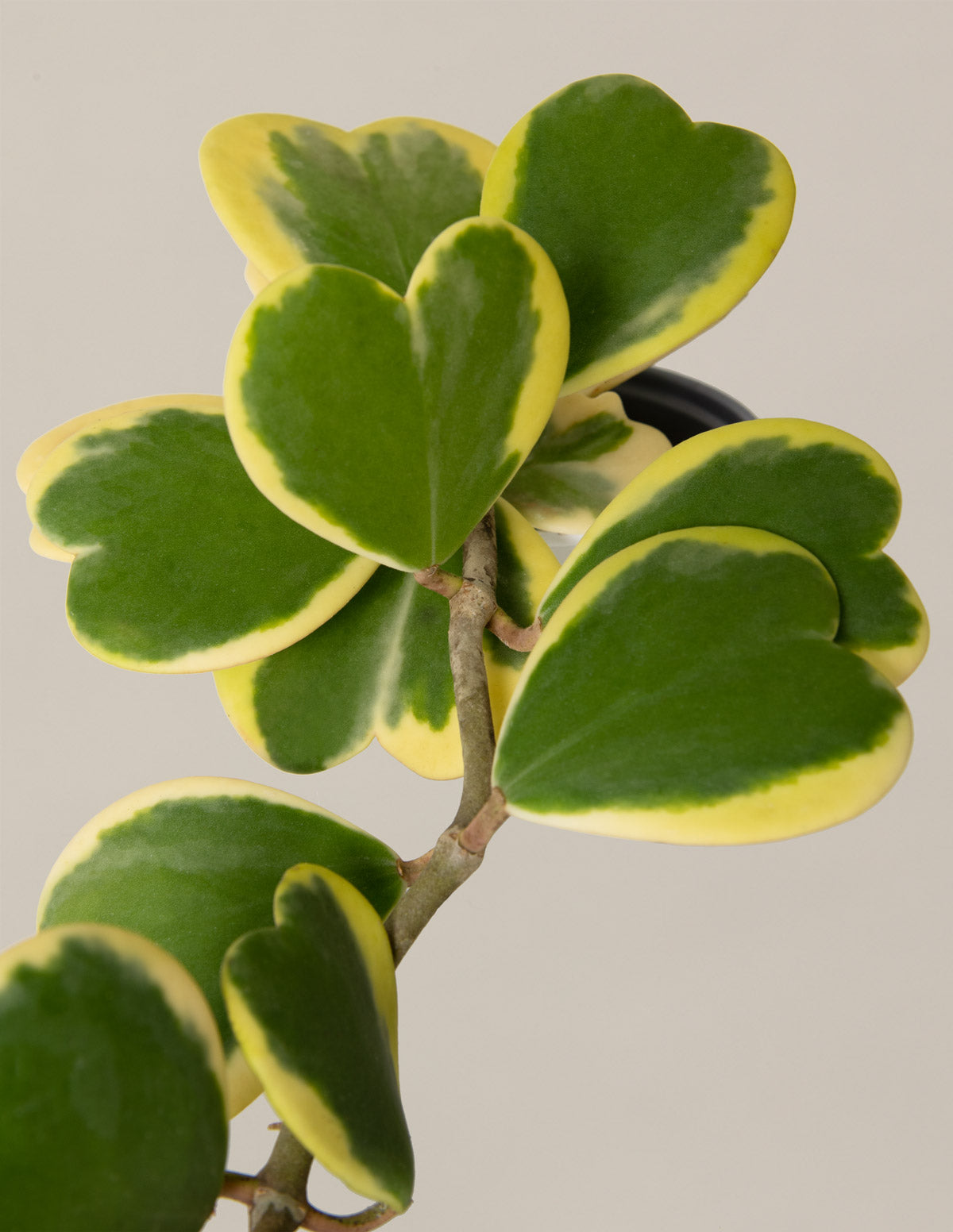  Trailing Heart-Leaf Hoya, Variegated