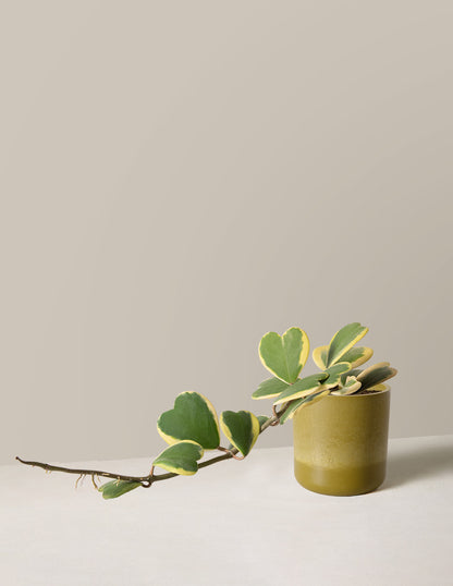  Trailing Heart-Leaf Hoya, Variegated