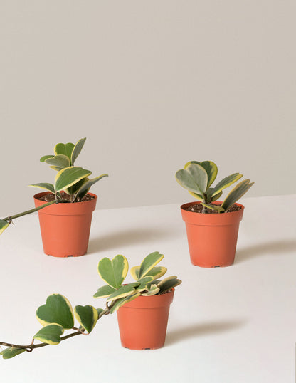 Trailing Heart-Leaf Hoya, Variegated