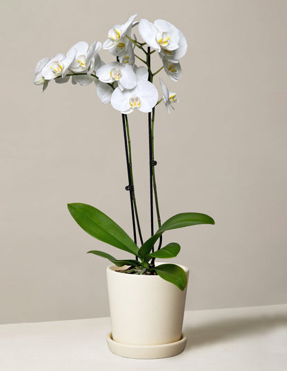  White Orchid