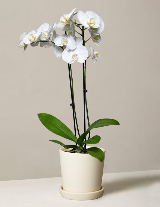  White Orchid