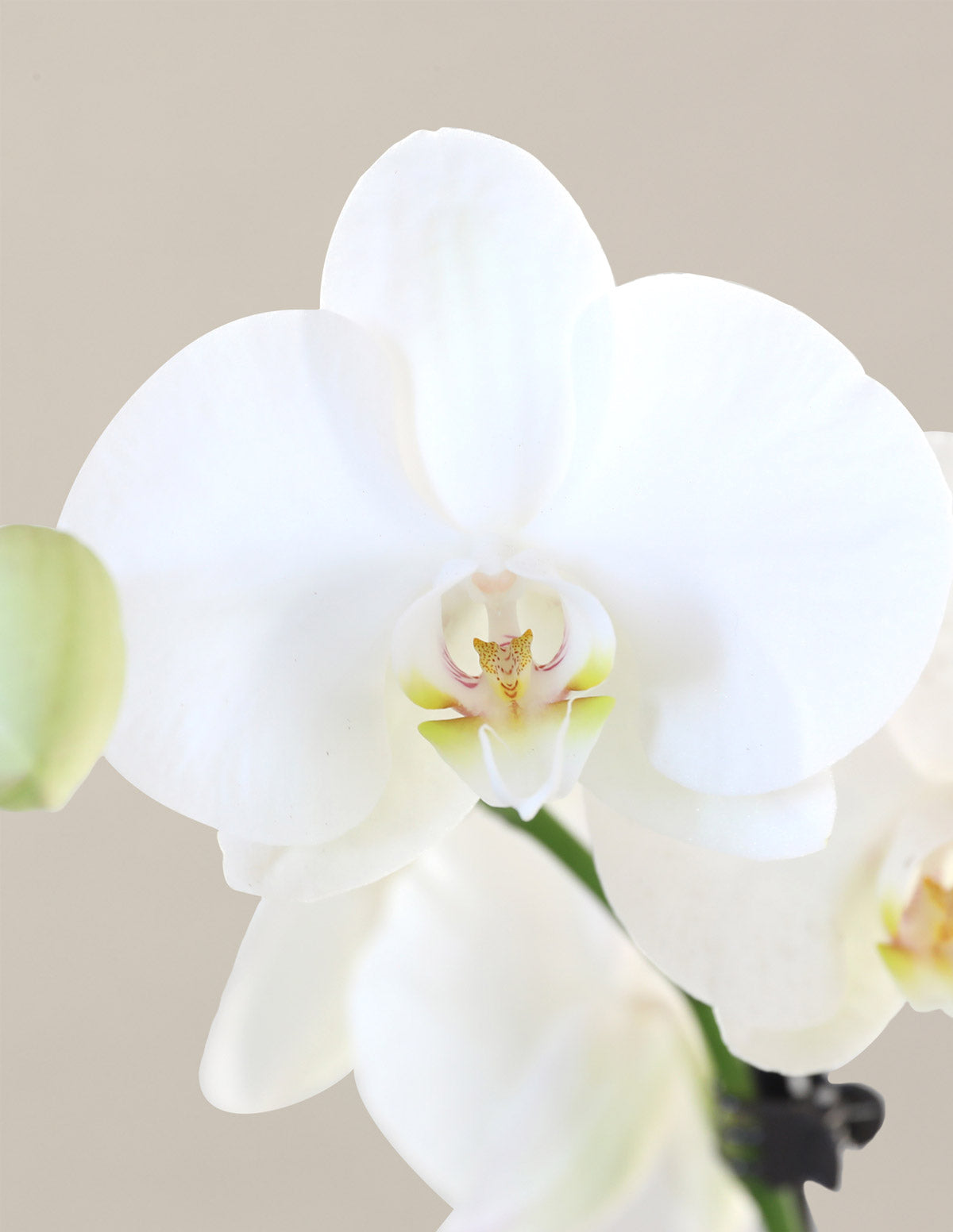  White Orchid