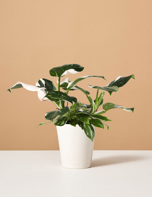 Philodendron White Wizard