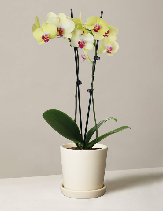  Yellow Orchid