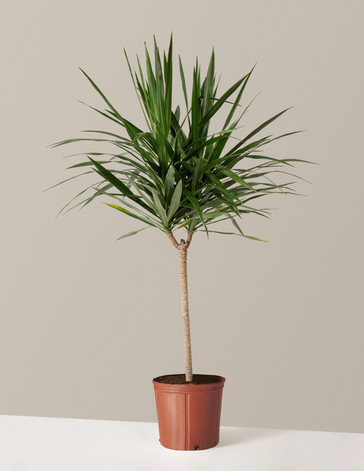  Large Dracaena Tarzan