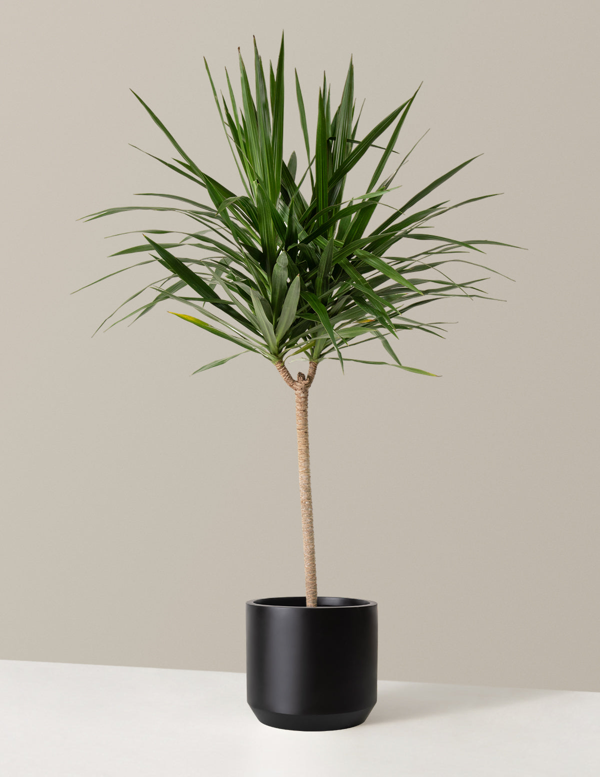  Large Dracaena Tarzan