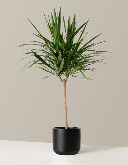  Large Dracaena Tarzan