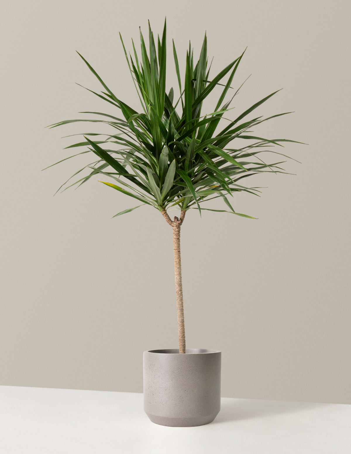  Large Dracaena Tarzan