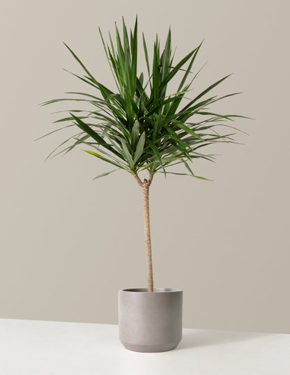  Large Dracaena Tarzan