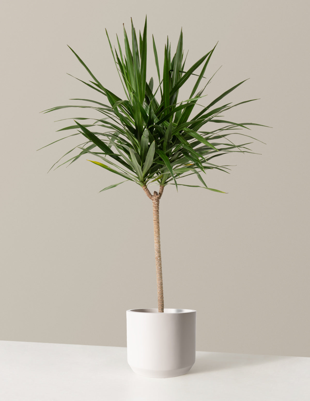  Large Dracaena Tarzan