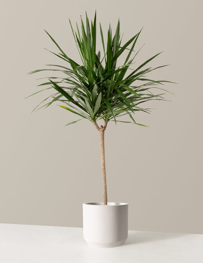  Large Dracaena Tarzan