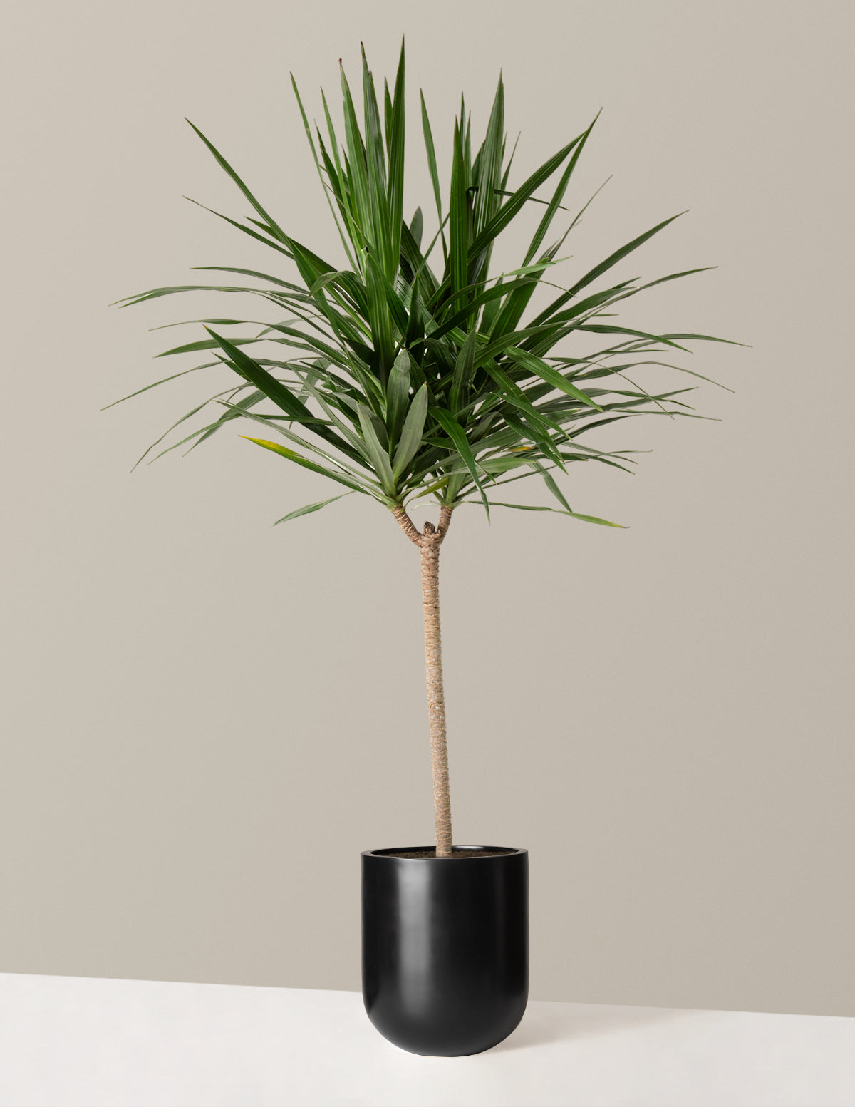  Large Dracaena Tarzan